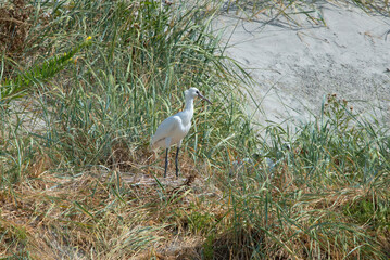 Wall Mural - young spoonbills at nesting place on the uninhabited island of Rottumeroog.