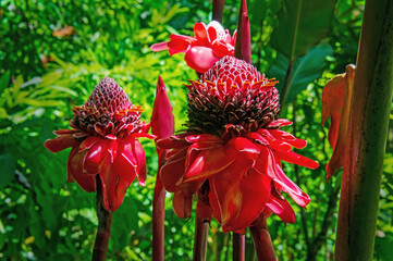 Etlingera hemisphaerica 'Pink Tulip'