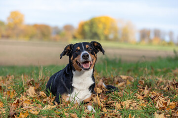 dog outdoors in the fall with colorful autumn leaves