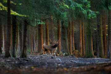 Wall Mural - fallow deer during the rut. deer moving through the forest. fallow deer roaring in the forest territ