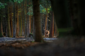 Wall Mural - fallow deer during the rut. deer moving through the forest. fallow deer roaring in the forest territ