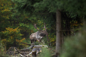 Wall Mural - fallow deer during the rut. deer moving through the forest. fallow deer roaring in the forest territ