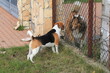 dwa psy: beagle three colours oraz owczarek szkocki stoją po dwóch stronach ogrodzenia