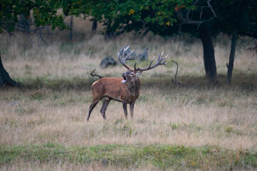 Wall Mural - Roaring red deer stag