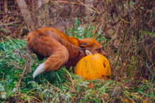 Beautiful Red Fox Posing Next To Orange Pumpkin For Halloween In Green Grass