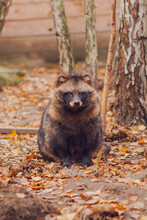 Portrait Of A Sitting Brown Raccoon Dog On A Background Of Birches And Yellow Foliage That Has Fallen To The Ground