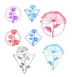 umbrella-shaped flower, angelica graphics,botany, hand-drawn liner, illustration