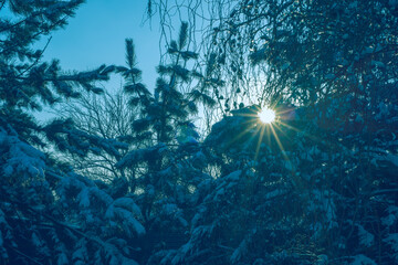 Big sun with rays in snowy pine forest in cold winter