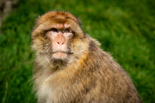 Barbary Macaque Monkey Sitting In Golden Sunlight. Closeup Image Of Face