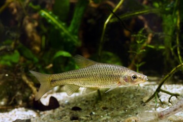 Wall Mural - stone moroko or topmouth gudgeon, common freshwater dwarf fish from East in temperate biotope aquarium, highly adaptable and enduring species is ecology threat in European rivers