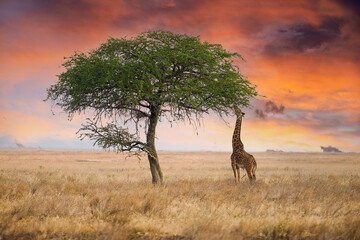 wild giraffe reaching with long neck to eat from tall tree in african savanna under dramatic, colorf