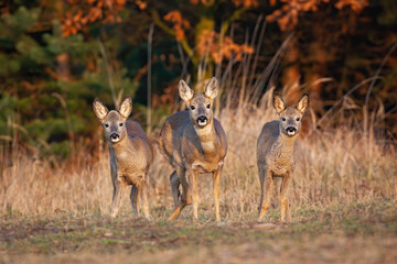 Wall Mural - three roe deer, capreolus capreolus, doe standing on field in autumn nature. group of careful animal