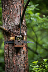 camera trap attached to a tree with lock in summer forest. infrared technology for observing wildlif