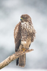 Wall Mural - Common buzzard, buteo buteo, sitting on branch in wintertime nature. Bird of prey looking on bough in snowy environment from front vertical composition. Feathered bird watching on wood.