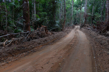 Dirt road inside a dense area of brazilian Amazon rainforest