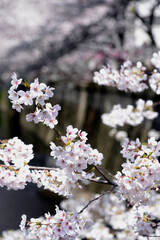 Wall Mural - 満開の桜