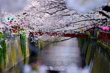 Wall Mural - 桜と川