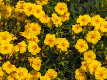 Pretty Yellow Flowers Of A Helianthemum Rock Rose Plant In A Garden, Variety Ben Fhada