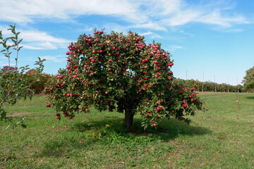 apples on a tree