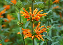 Beautiful Orange Flowers Of Lion's Tail, An Upright Perennial Plant