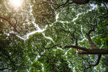 Branches Of Big Green Trees And Sunlight From Under The Tree. Crown Shyness Phonomenon, Tree Crowns Do Not Touch Each Other