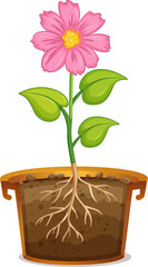 Poster - Pink flower in clay pot on white background