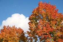 Autumn Leaves In The Sky