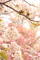  大阪、造幣局の桜