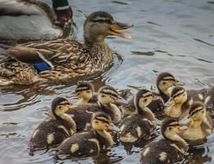 5-17-2020: Duck and ducklings 