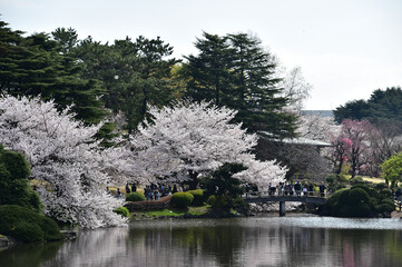 Wall Mural - 桜