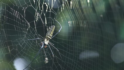 spider on web are known for the impressive webs they weave