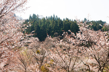 Poster - 吉野山の桜