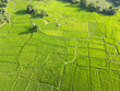 Beautiful Green rice fields From drones