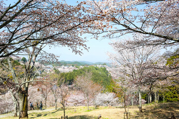 Poster - 吉野山の桜