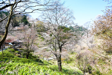 Wall Mural - 吉野山の桜