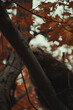 Canadian porcupine climbing around a tree