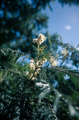 Wall Mural - wattle flower and leaves