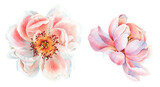 Fototapeta Kwiaty - Flowers watercolor illustration. Manual composition.Design for cover, fabric, textile, wrapping paper .