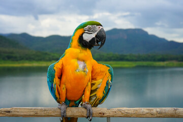 Wall Mural - Blue and Gold Macaw Parrots on the sky and mountain background