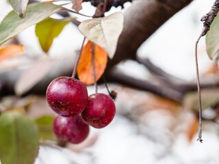 bunch of little ripe fruits of crab apple tree closeup on branch in city garden on autumn day (focus on the apple on foreground)