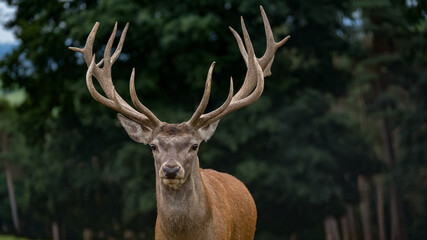 deer in the woods