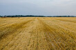 © Ivan - Wheat ears crushed by a combine harvester bright autumn Sunny day, harvesting, straw