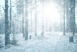 Fototapeta Las - landscape snowfall in the forest, forest covered with snow, panoramic view trees in the snow weather