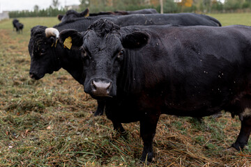 Wall Mural - cow in a field