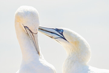 Portrait of pair of Northern Gannet, Sula bassana, Two birds love in soft light, animal love behaviour