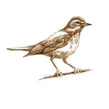 Pencil Illustration Thrush. Sitting Forest Bird Drawn With Brown Pencil. Sepia.