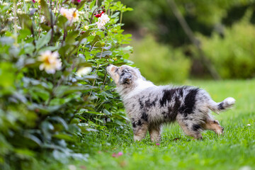 Small shetland sheepdog sheltie puppy standing and smelling flowers on a countryside garden.