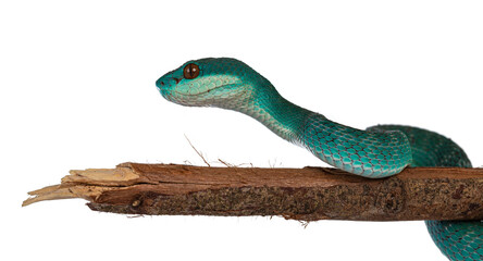 Poster - Baby male Blue white lipped pitviper aka Trimeresurus insularis snake, curled around wooden branch. Isolated on white background.
