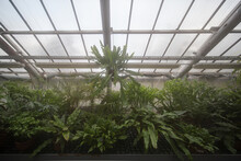 
Green Ferns And Plants In A Tropical Greenhouse