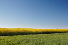 Rapeseed Yellow Field With Road Against Blue Sky